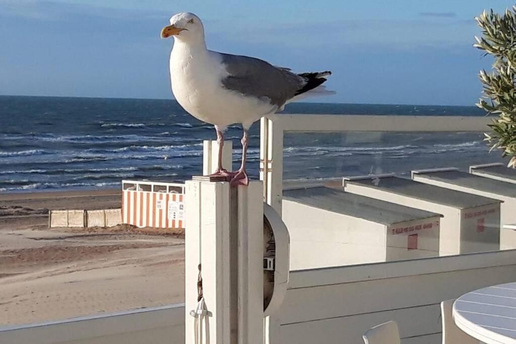 Zeezonzand كوكسيجدي المظهر الخارجي الصورة